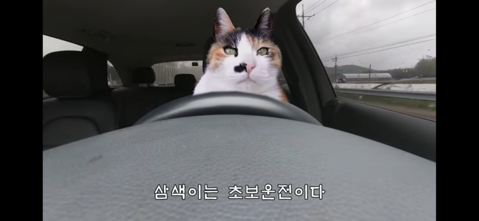 오케이식당 이미지