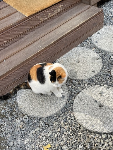 다희카페 이미지
