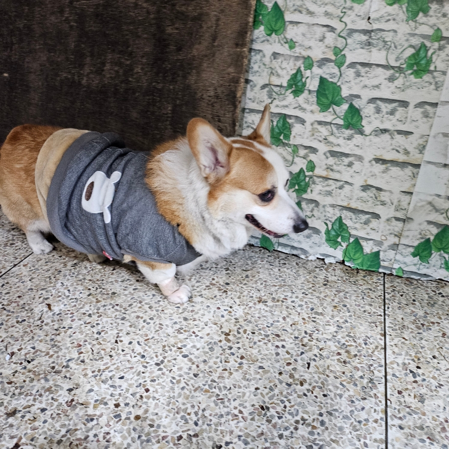 보리네포차 이미지