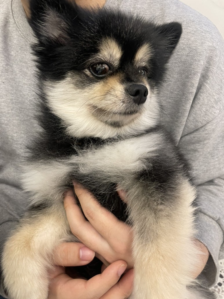 카페돌핀 이미지