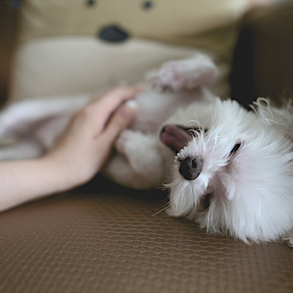 아취 이미지
