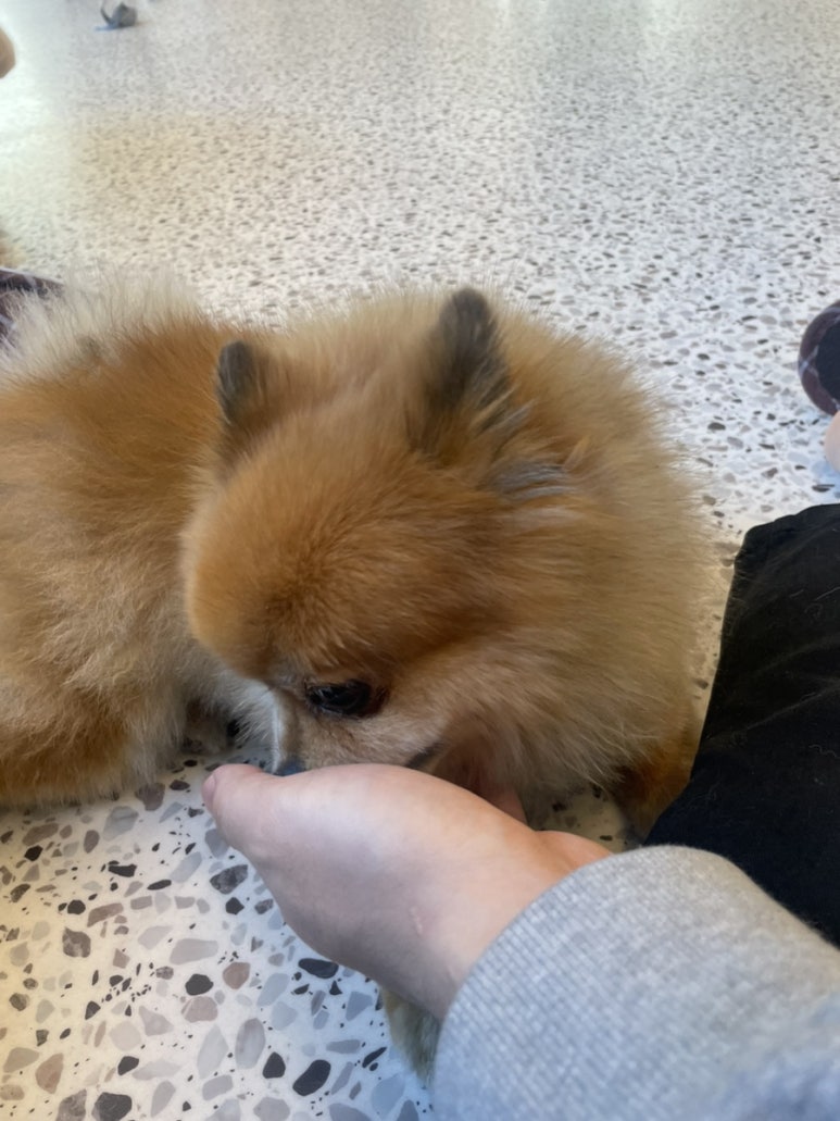 카페돌핀 이미지