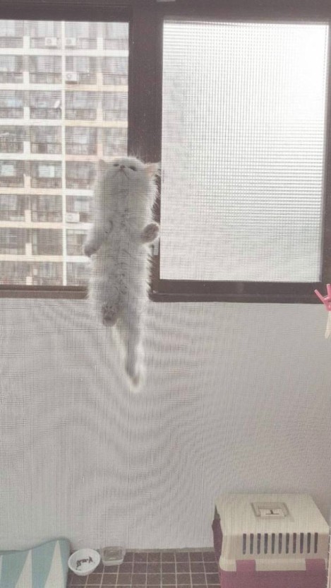 남매방충망 이미지