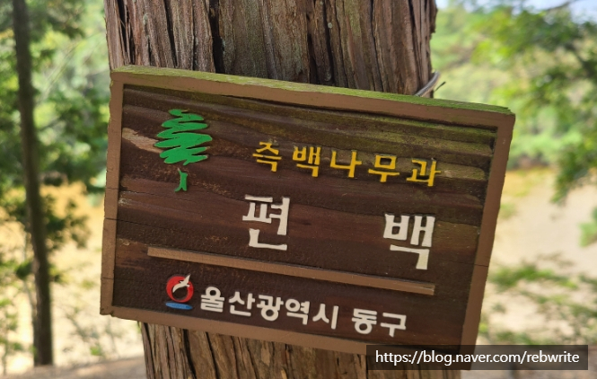 숲테라피 이미지