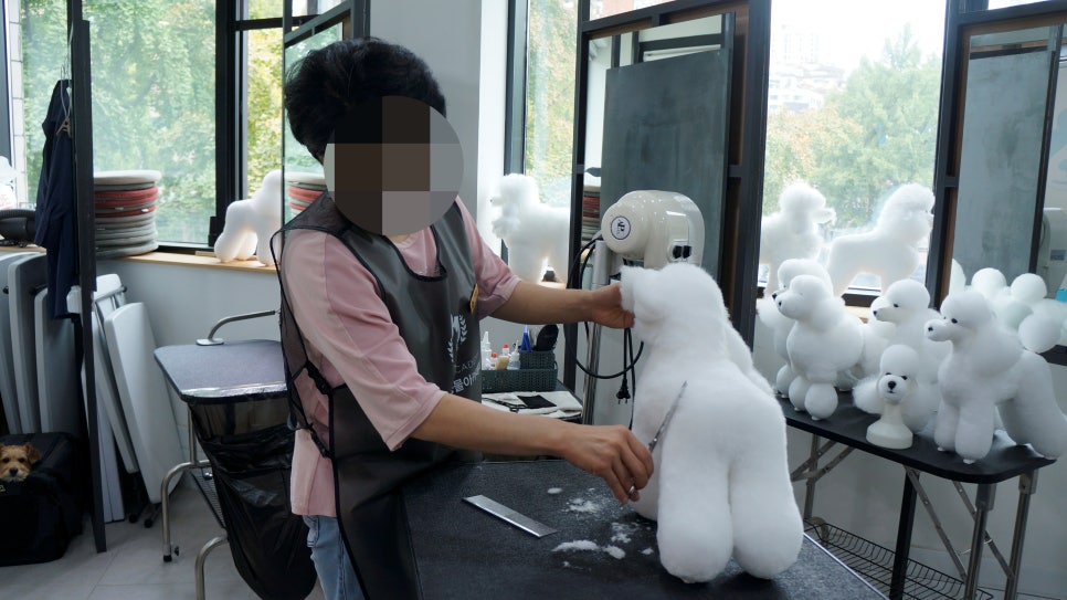 평택애견미용학원 이미지