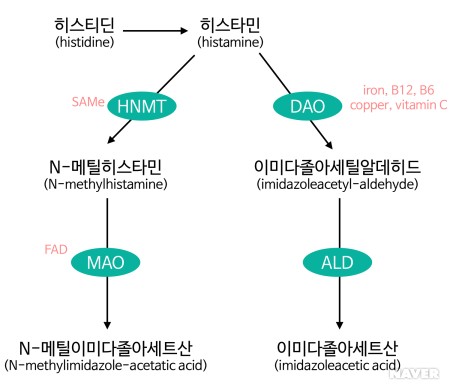 디아민 이미지