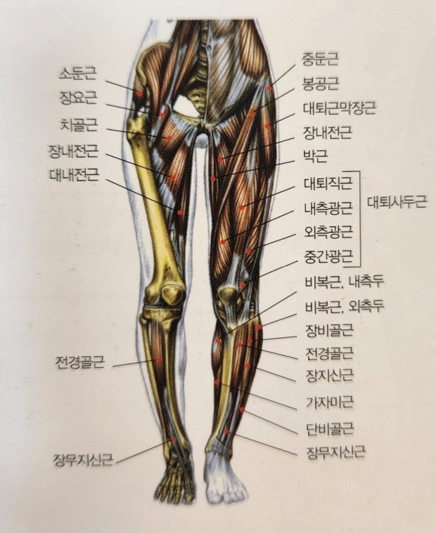 디노짐 이미지