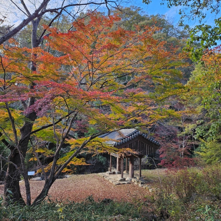 단풍하하 이미지