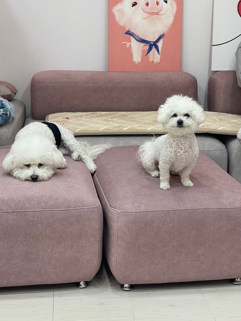 코코루이 이미지