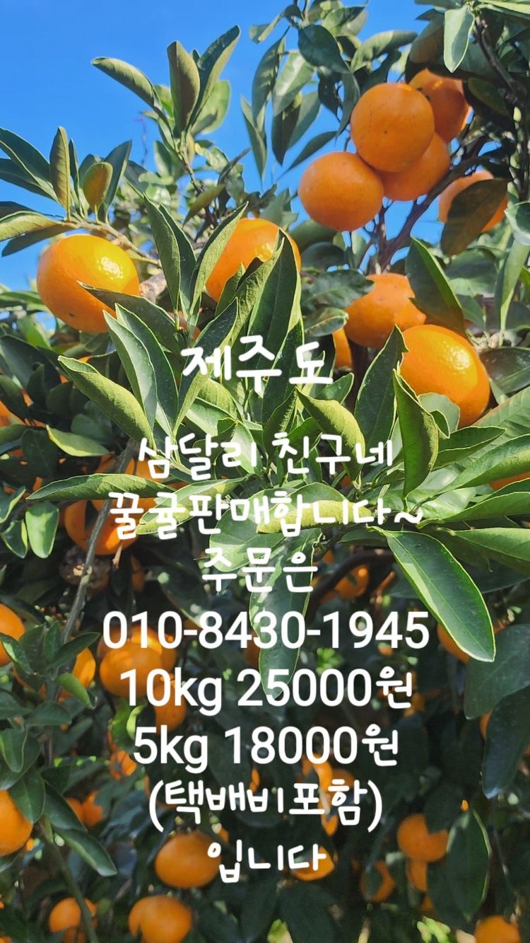 삼달리귤 이미지