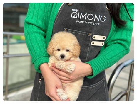 디몽 이미지