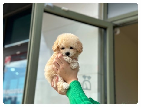 디몽 이미지