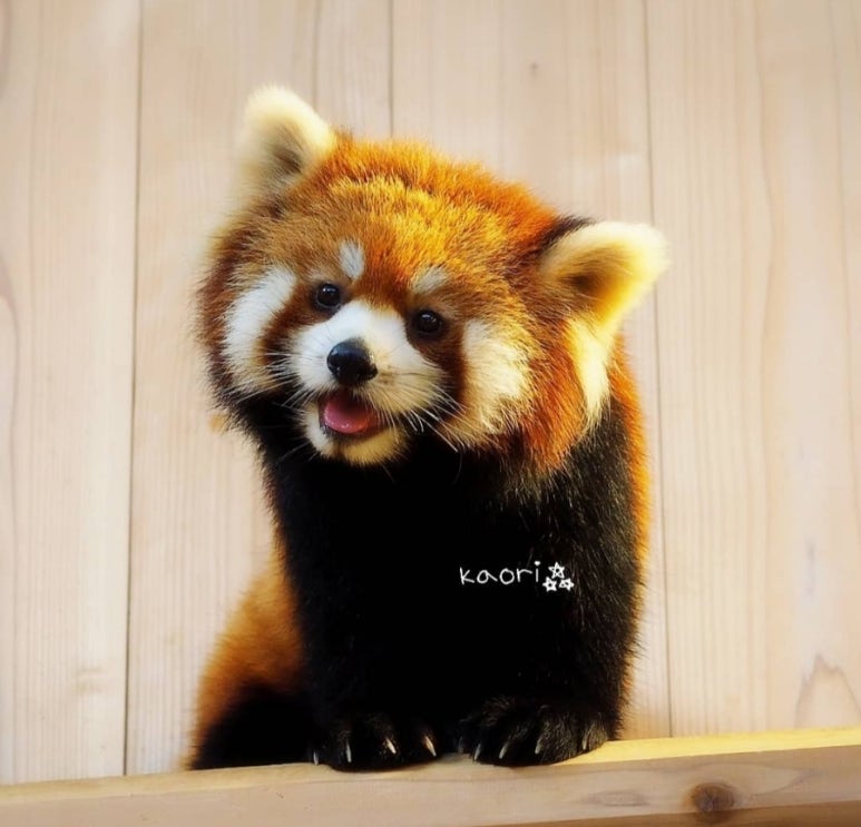 메이샹 이미지