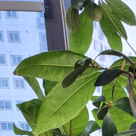 광명메디피아의원 이미지