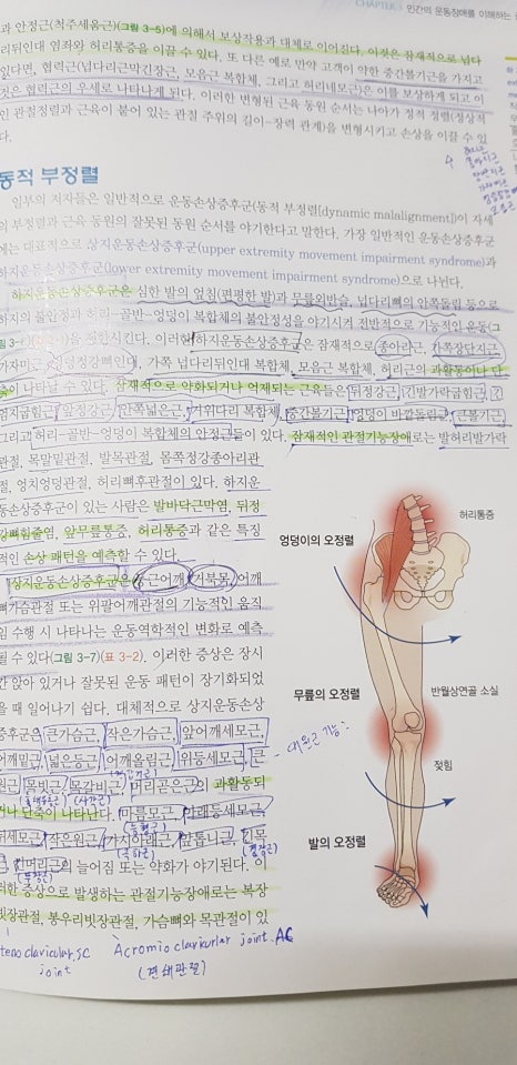 알피짐 이미지
