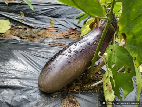 한울정원펜션 이미지
