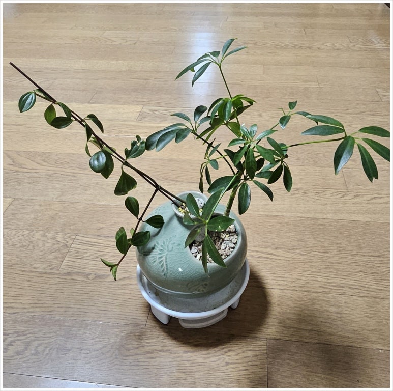 마곡꽃광장 이미지