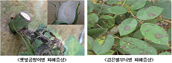 장미반점 이미지