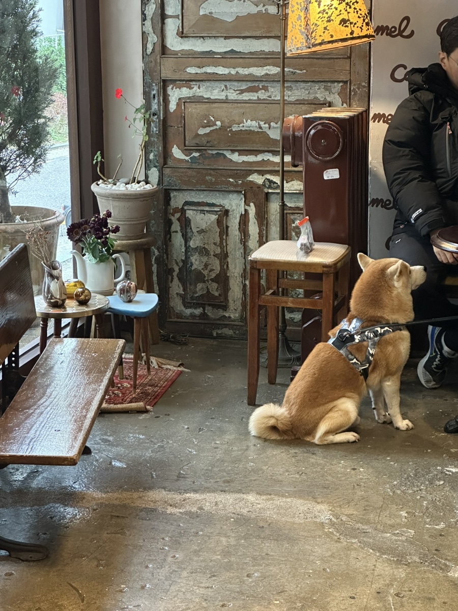 카멜시스템 이미지