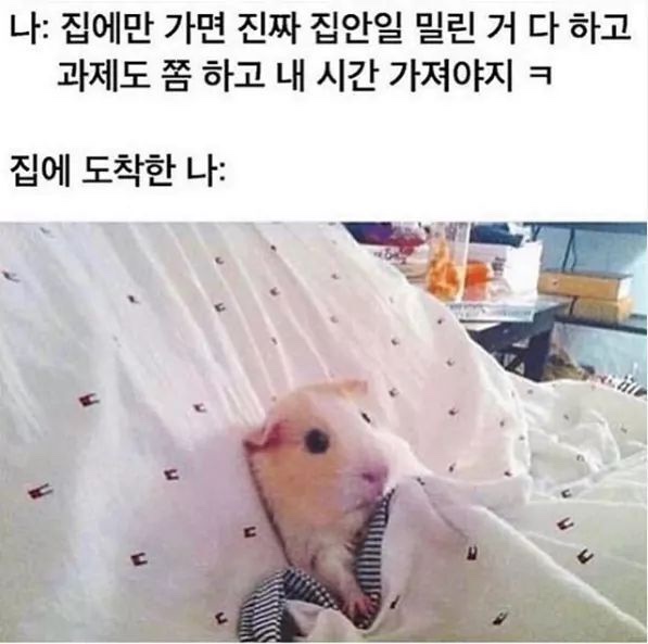 냉삼겹살 이미지