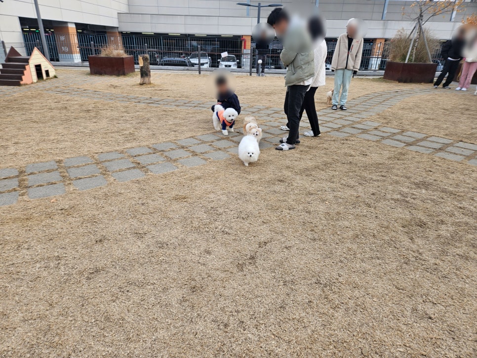 부천 스타필드 강아지 동반 쇼핑몰: 8층 애견 운동장 이용 후기 — 사진 6