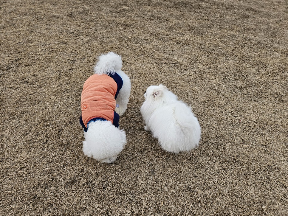 부천 스타필드 강아지 동반 쇼핑몰: 8층 애견 운동장 이용 후기 — 사진 8