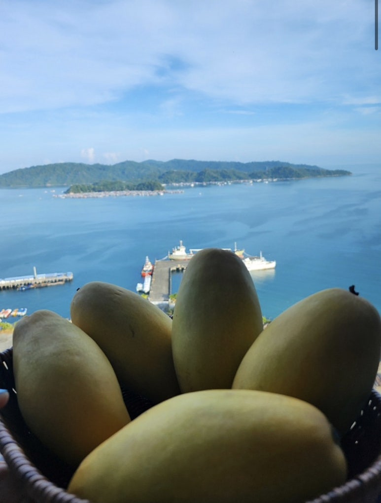 TC망고 이미지