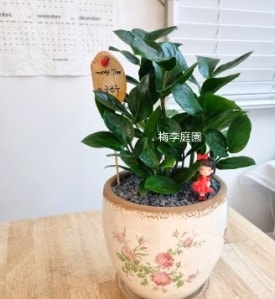 매이정원 이미지