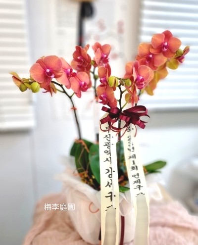 매이정원 이미지