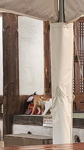 옥천밥차 이미지