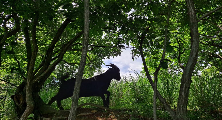 자연애축산 이미지