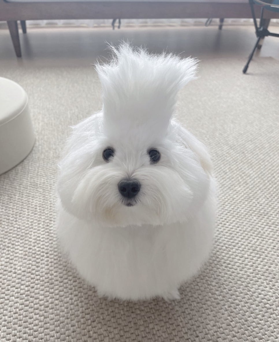 사랑해타코야끼 이미지