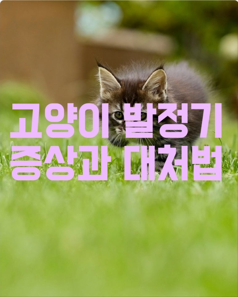 고양이 발정기 증상과 대처법