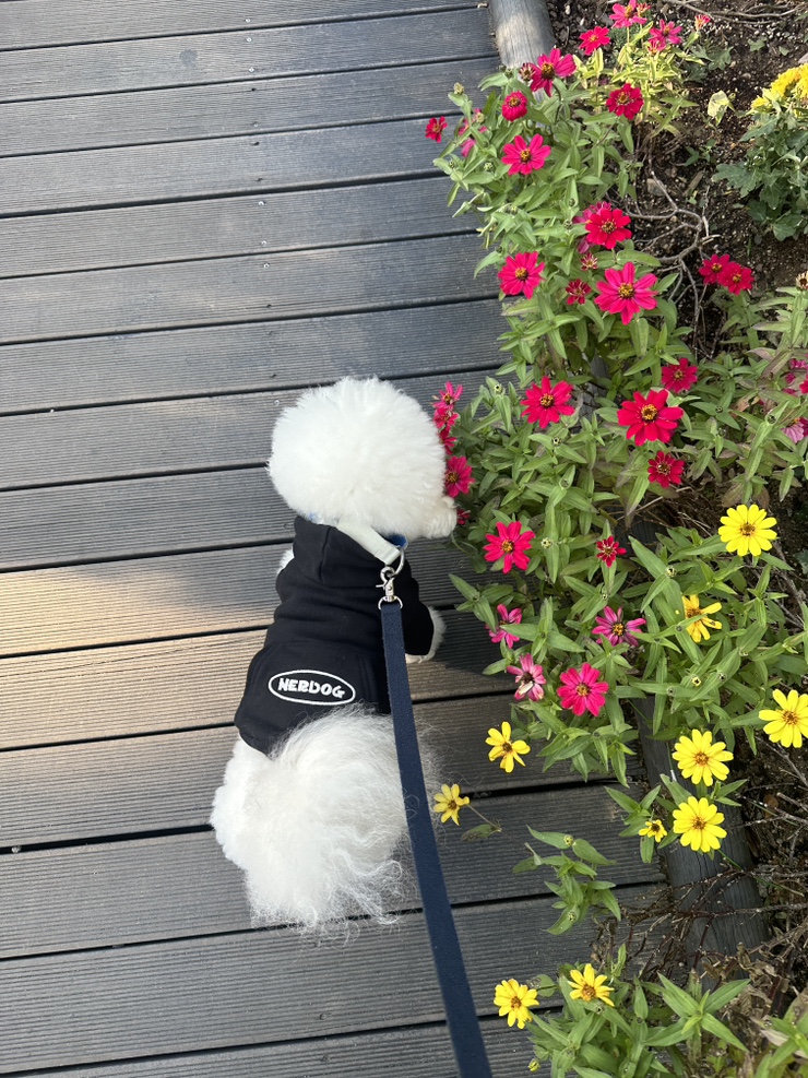 널독(NERDOG) 이미지