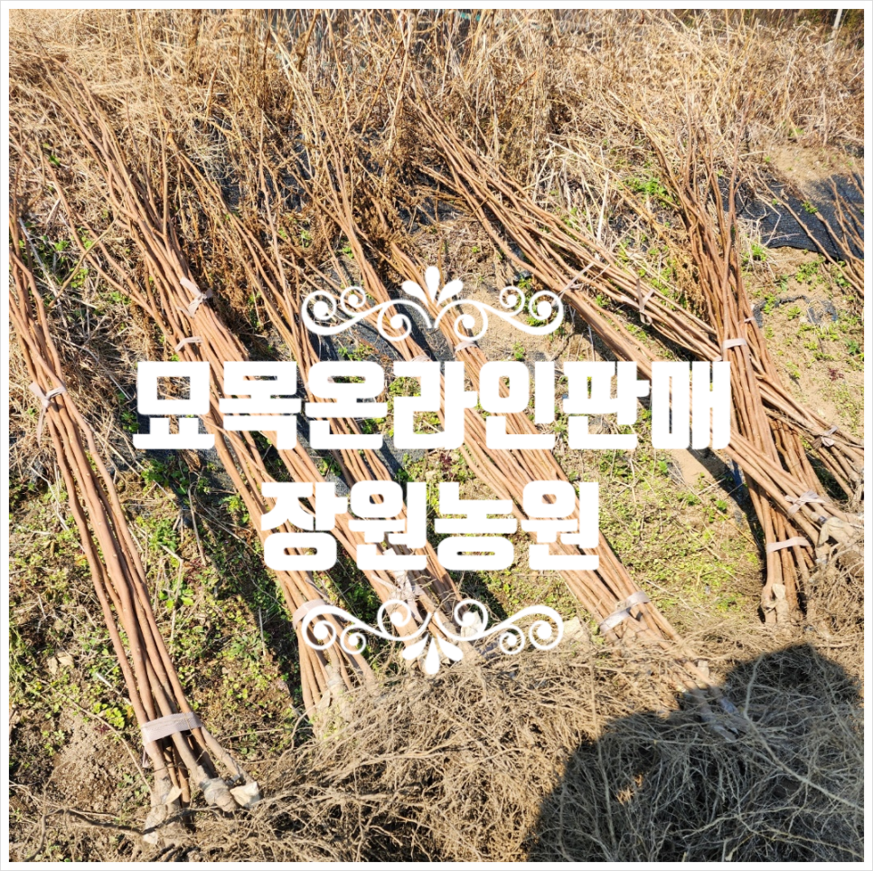 장원농원 이미지