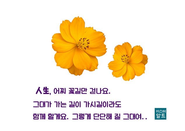 술람미 이미지