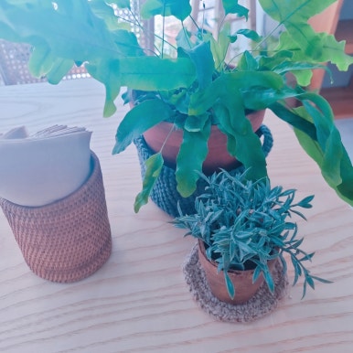 숲의조각 이미지