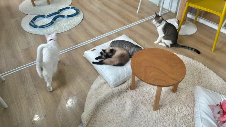 히히냥냥 이미지
