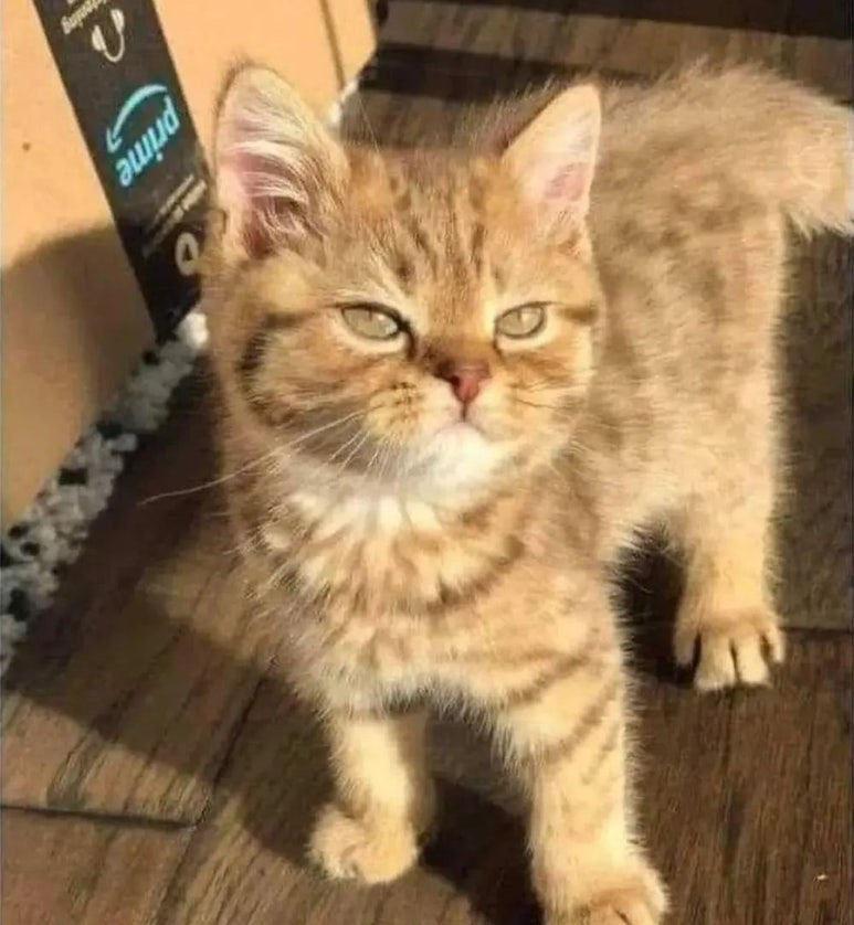 꼬마대장 이미지