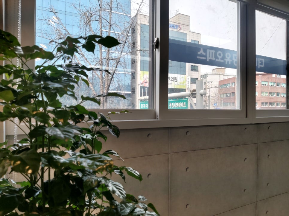 오피스나무 이미지