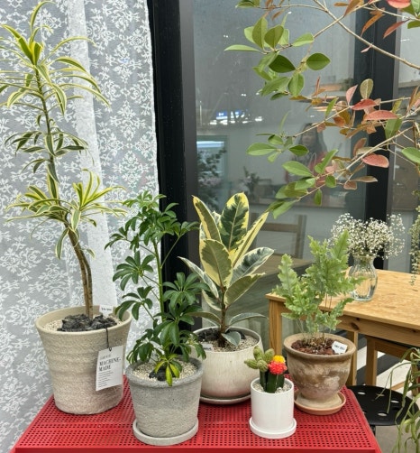 식물하나담다 이미지