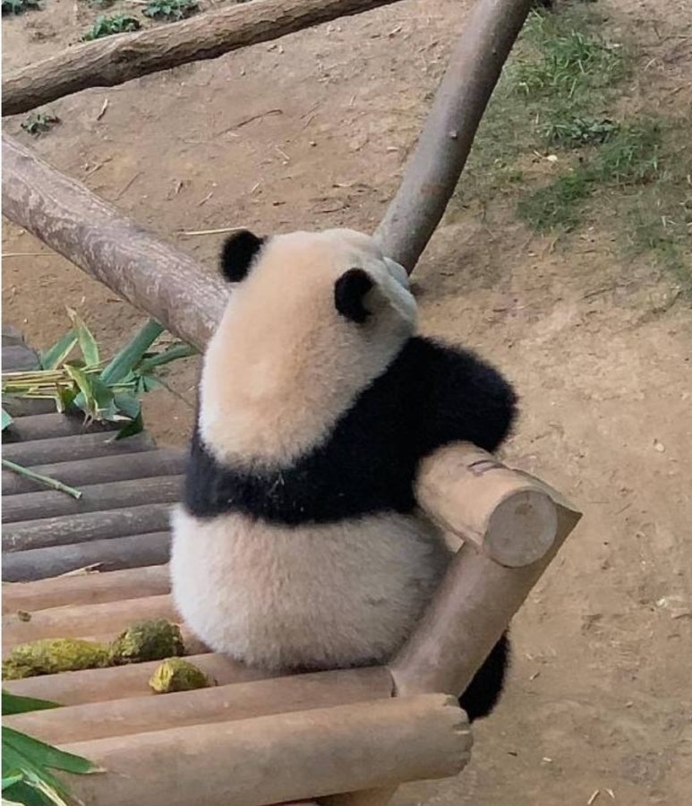 베이쿠마 이미지