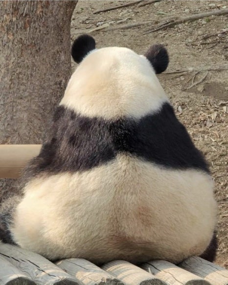 러프팅 이미지