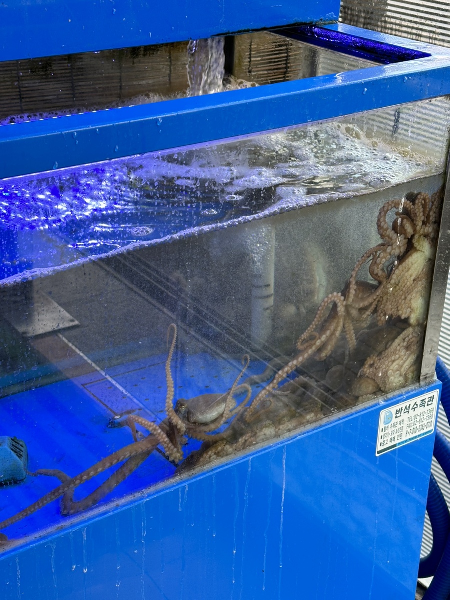신방통통 낙지 이미지