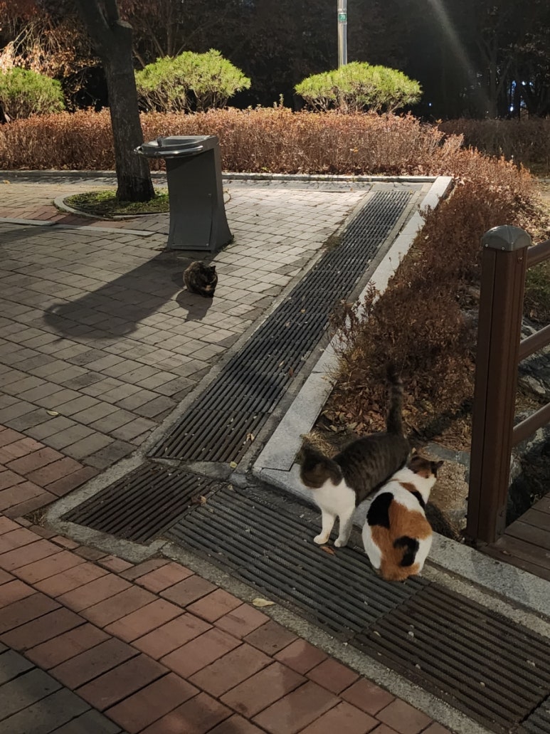 방배 대구막창 갈매기살 이미지