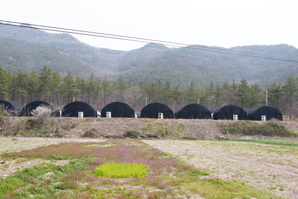 버섯놀이터변산농장 이미지