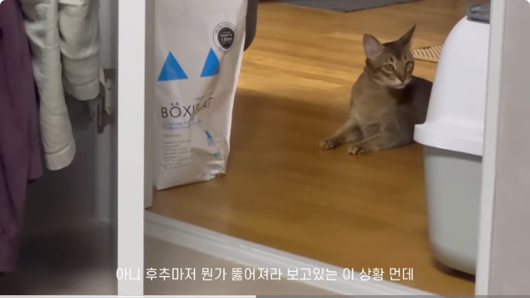 페퍼유 이미지