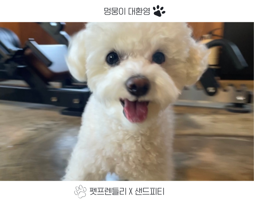 샌드피티 이미지