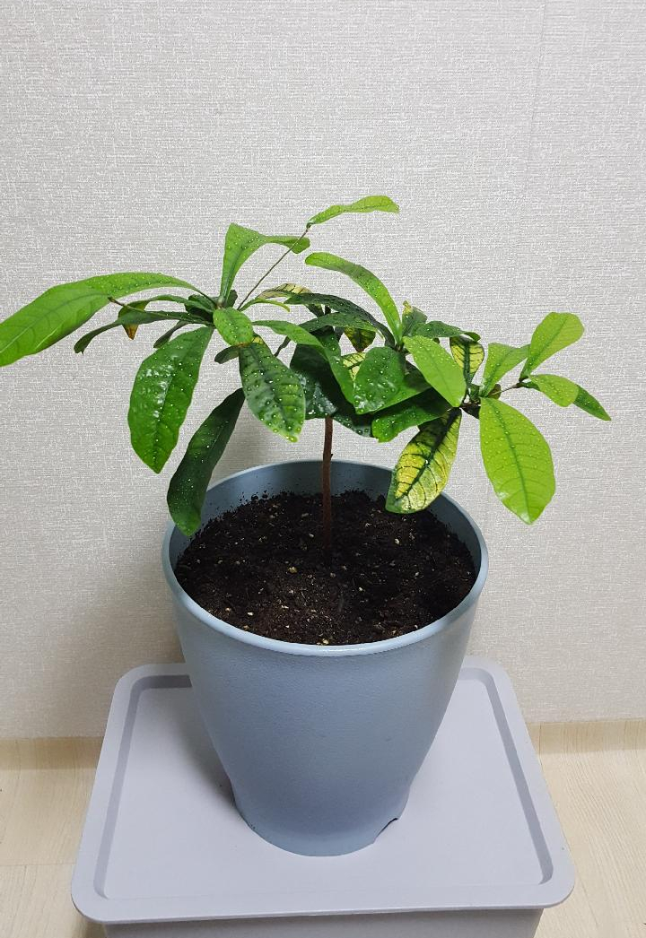 미라클후르츠 이미지