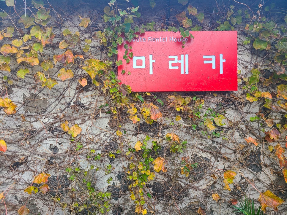 마레카 이미지